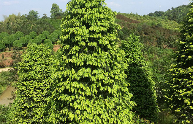 紅豆杉價格多少錢一棵?家庭紅豆杉的養殖方法