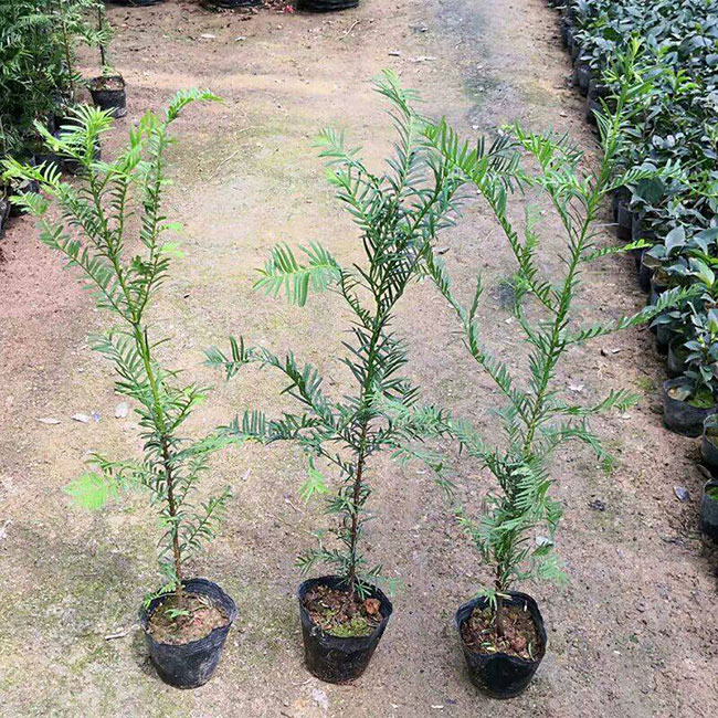 紅豆杉價格多少錢一棵?家庭紅豆杉的養殖方法