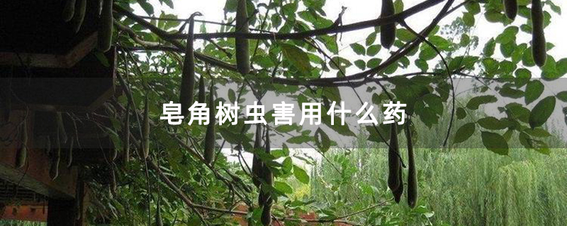 皂角樹(shù)蟲(chóng)害用什么藥