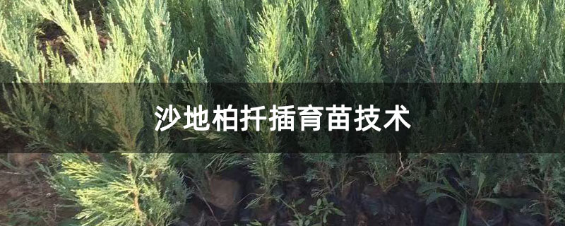 沙地柏扦插育苗技術(shù)