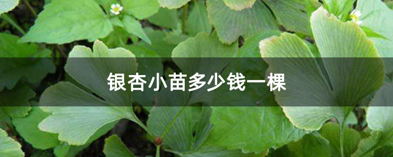 銀杏小苗多少錢一棵