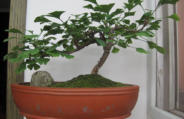 銀杏樹盆景.jpg