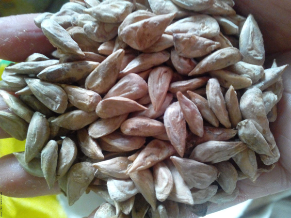 雪松種子 雪松種子