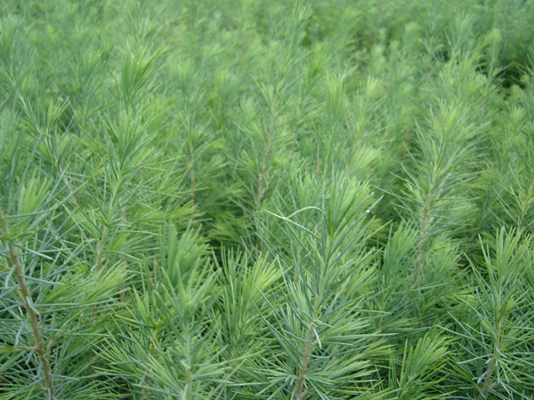 雪松小苗 雪松小苗