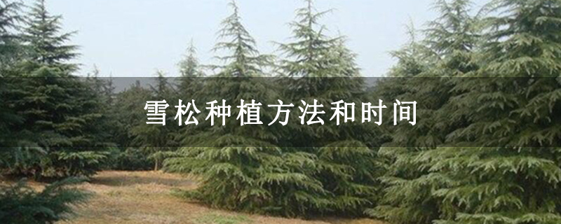 雪松種植方法和時間