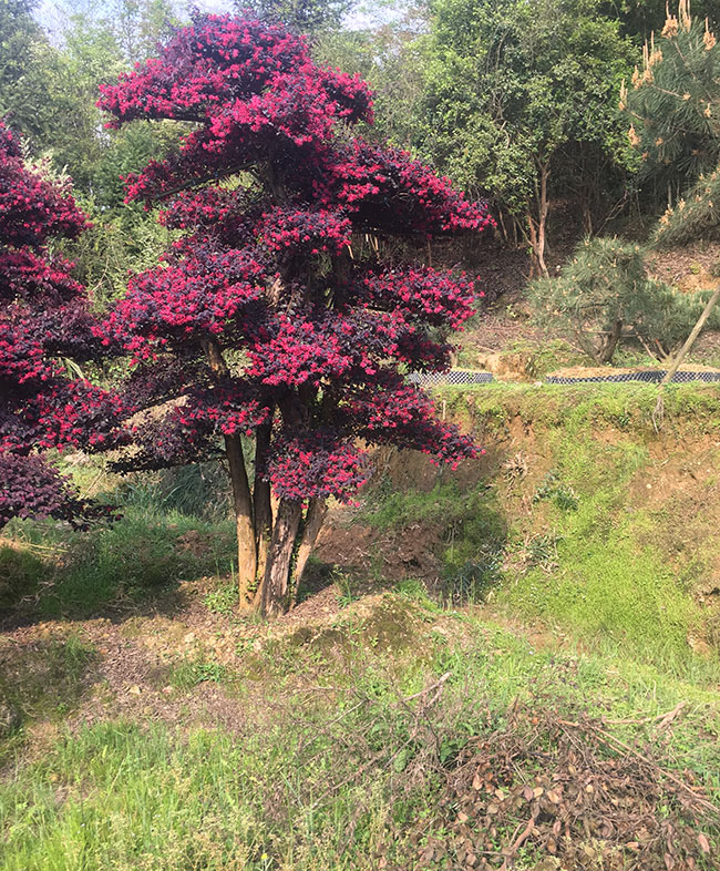 造型紅花繼木