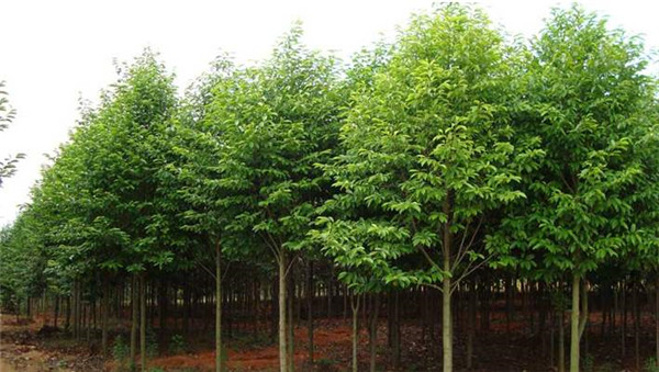 樂昌含笑基地實(shí)拍圖