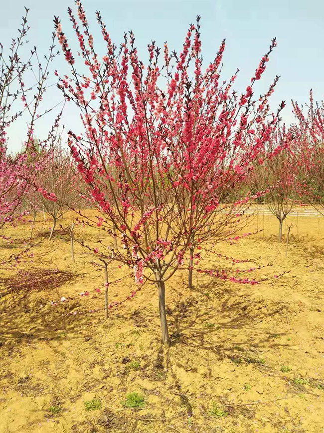 紅葉碧桃種子如何種植?紅葉碧桃種植經驗