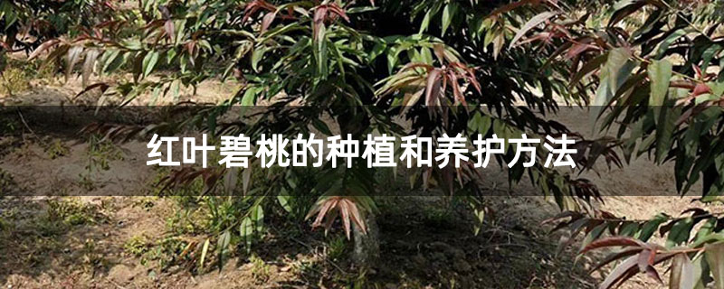 紅葉碧桃的種植和養護方法