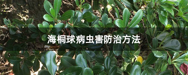 海桐球病蟲害防治方法 海桐球病蟲害防治方法