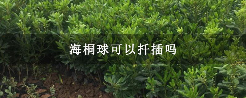 海桐球可以扦插嗎 海桐球可以扦插嗎