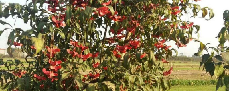 6公分金絲吊蝴蝶多少錢一棵