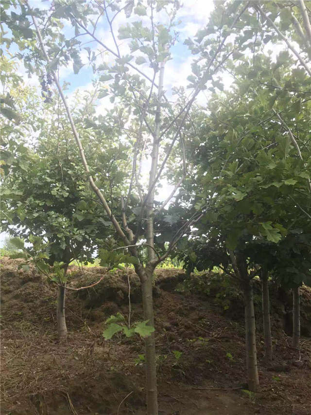 沭陽長景園林山楂種植基地實拍圖片