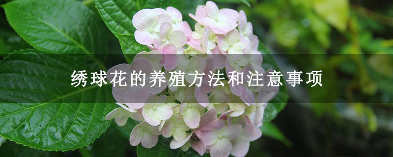 繡球花的養殖方法和注意事項