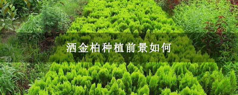 灑金柏種植前景如何