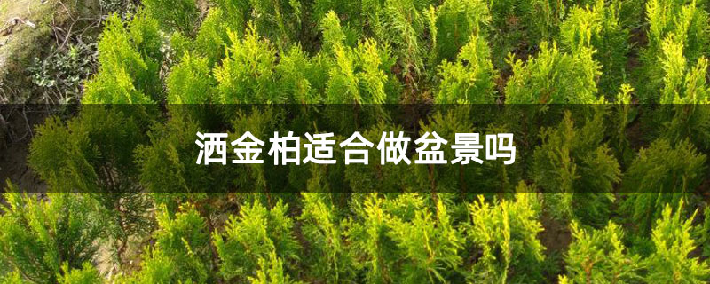 灑金柏適合做盆景嗎