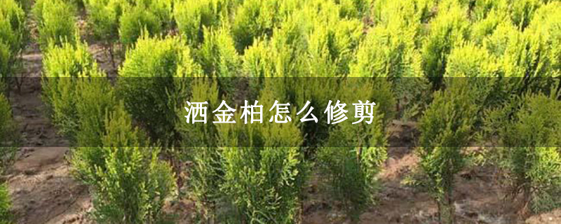 灑金柏怎么修剪