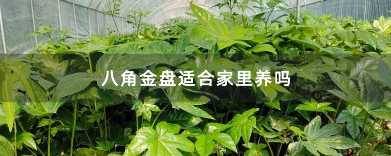八角金盤適合家里養嗎