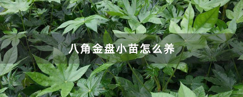 八角金盤小苗怎么養