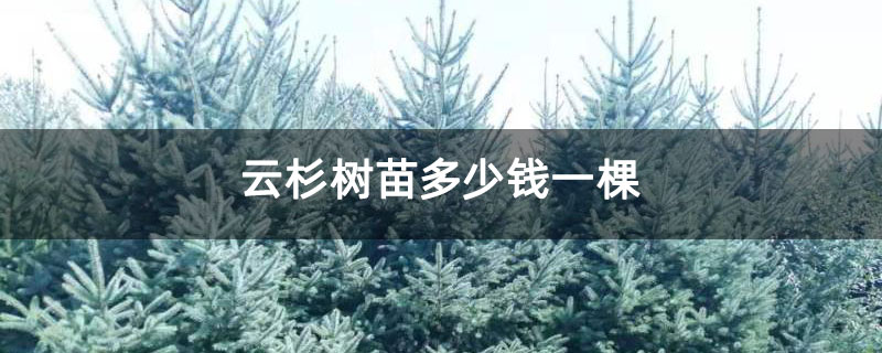 云杉樹苗多少錢一棵