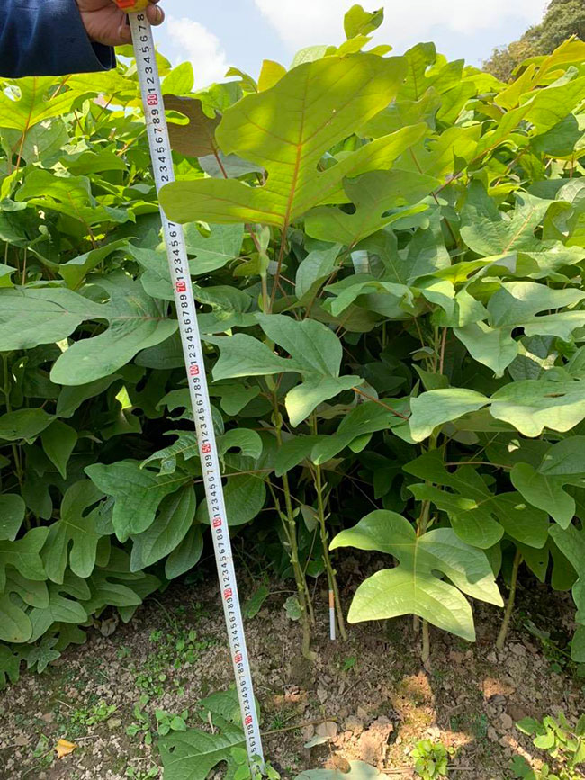 馬褂木價格 市場最新馬褂木價格行情