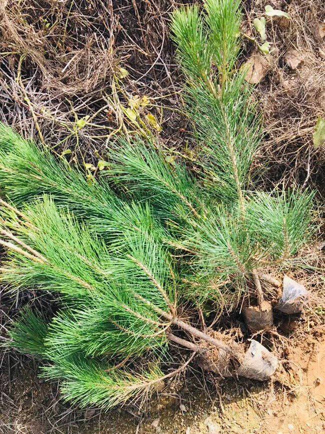 黑松苗多少錢一棵?2020年黑松苗價格最新行情預測