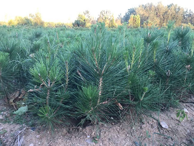 黑松苗多少錢一棵?2020年黑松苗價格最新行情預測