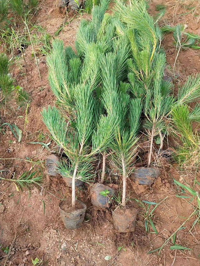 黑松苗多少錢一棵?2020年黑松苗價格最新行情預測