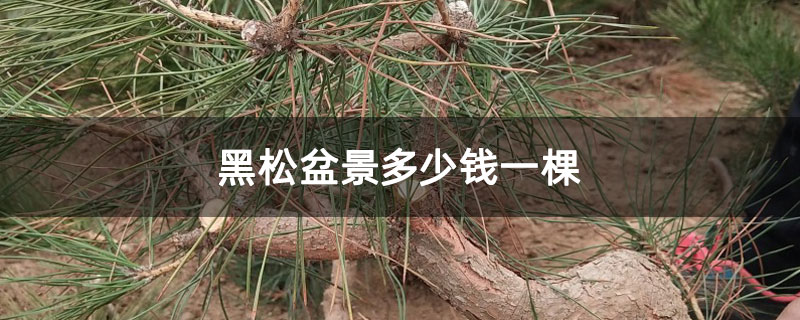 黑松盆景多少錢一棵