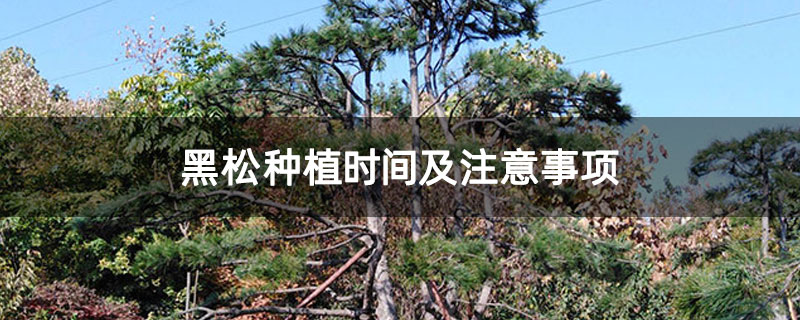 黑松種植時間及注意事項