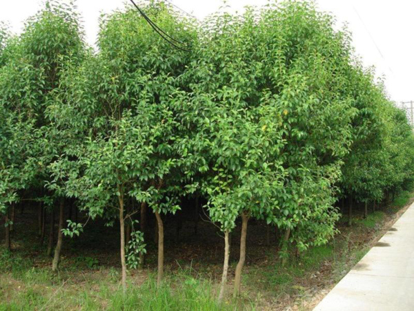 高桿女貞基地實(shí)拍圖