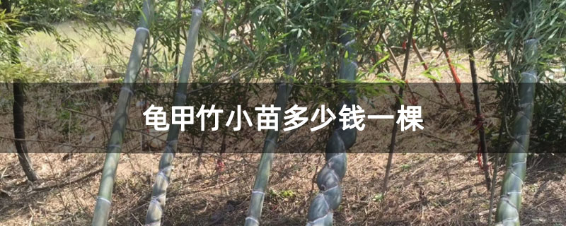 龜甲竹小苗多少錢一棵