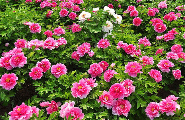 牡丹幾月種植?牡丹種子種植技術