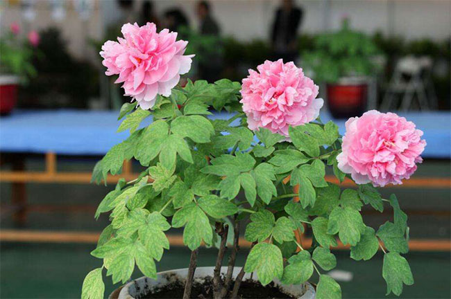 牡丹幾月種植?牡丹種子種植技術