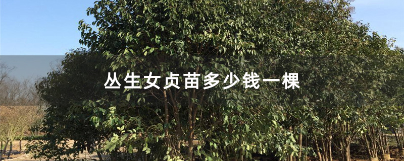 叢生女貞苗多少錢一棵