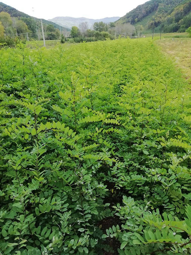 刺槐樹苗價格行情