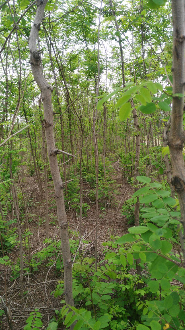 刺槐樹苗價格行情