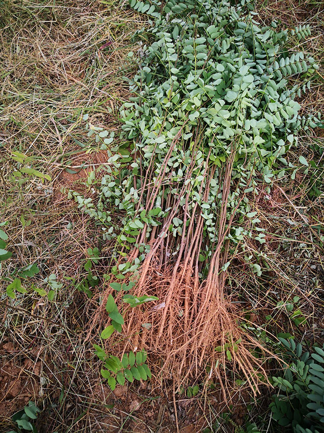 刺槐樹苗價格行情