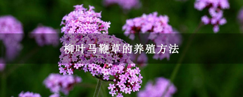 柳葉馬鞭草的養殖方法