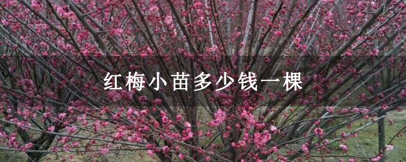 紅梅小苗多少錢一棵