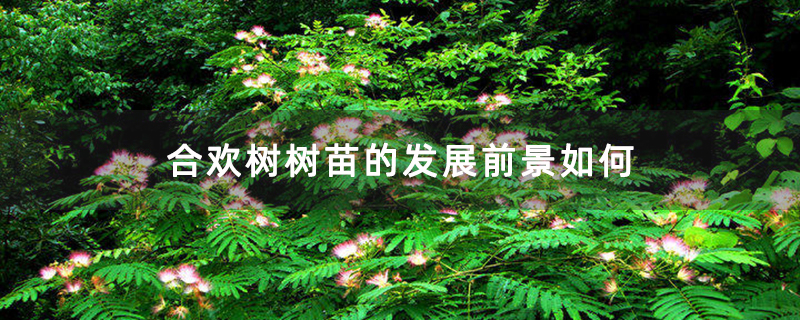 合歡樹樹苗的發展前景如何