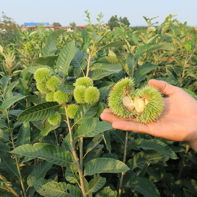 板栗苗多少錢一棵?板栗苗哪個品種最好?