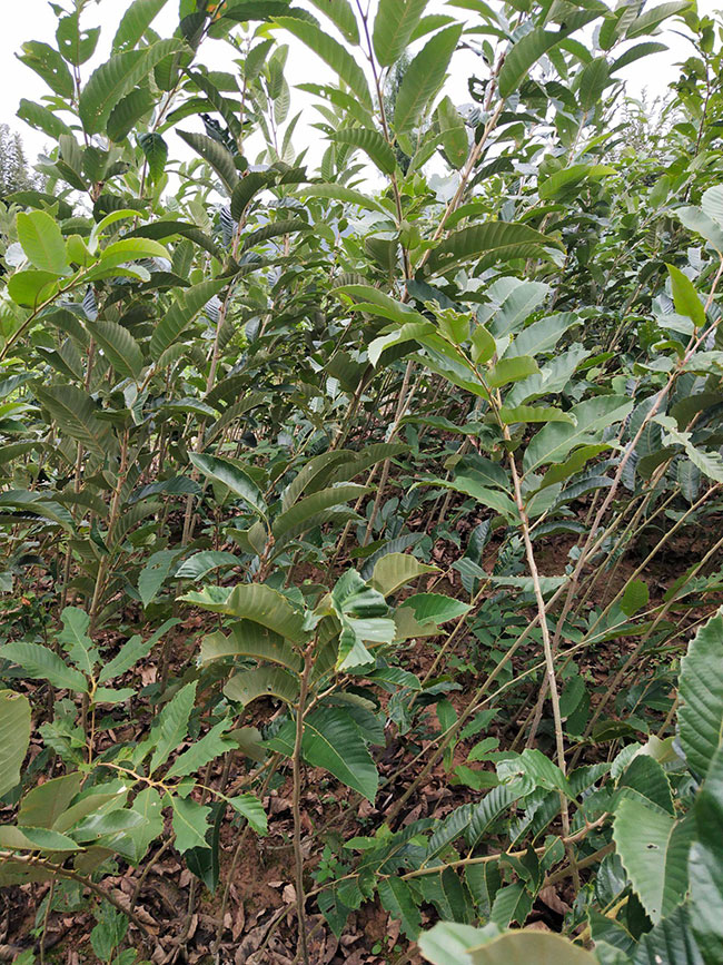 板栗苗多少錢一棵?板栗苗哪個品種最好?