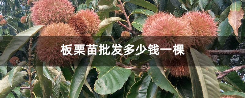 板栗苗批發(fā)多少錢一棵
