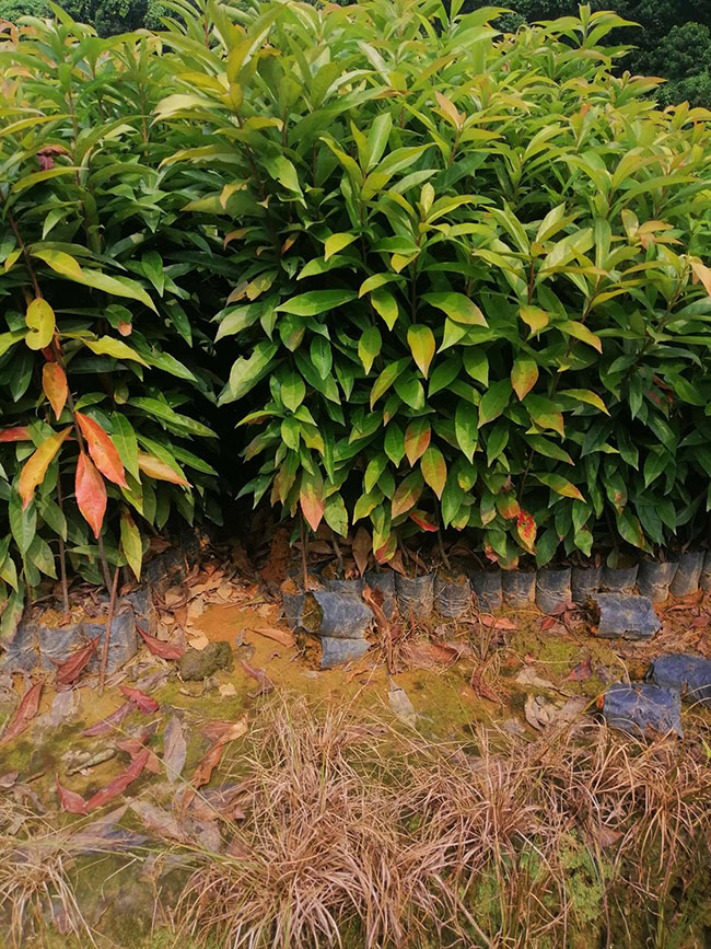 一年生木荷小苗價格多少，