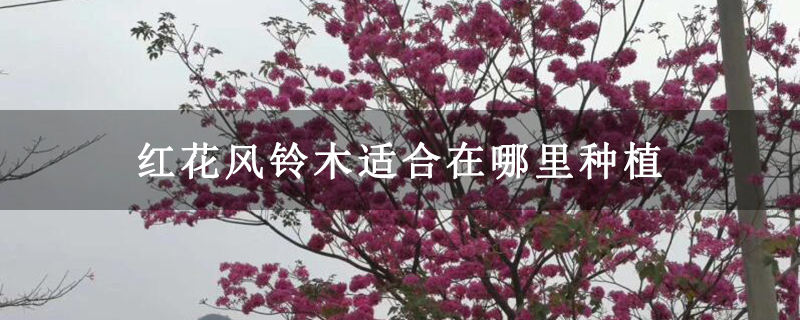 紅花風(fēng)鈴木適合在哪里種植