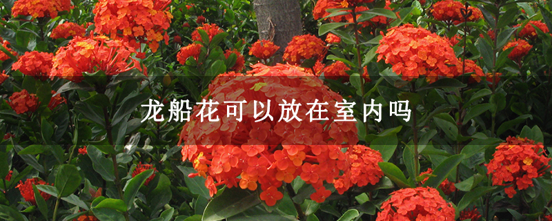 龍船花可以放在室內(nèi)嗎