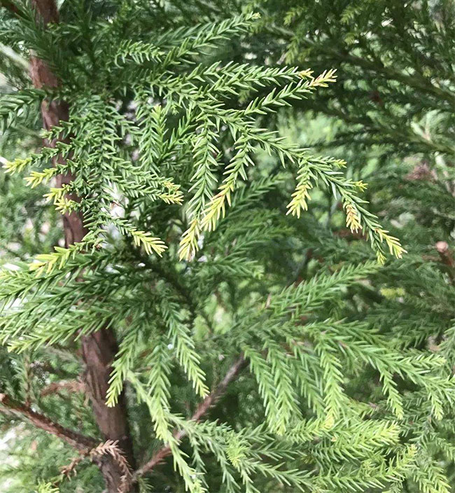 日本柳杉如何種植?日本柳杉栽培技術