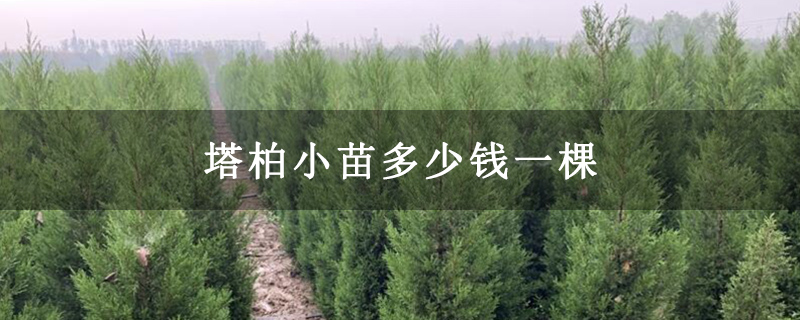 塔柏小苗多少錢一棵
