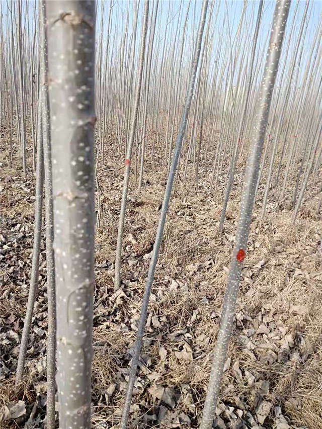 速生楊種植基地實拍